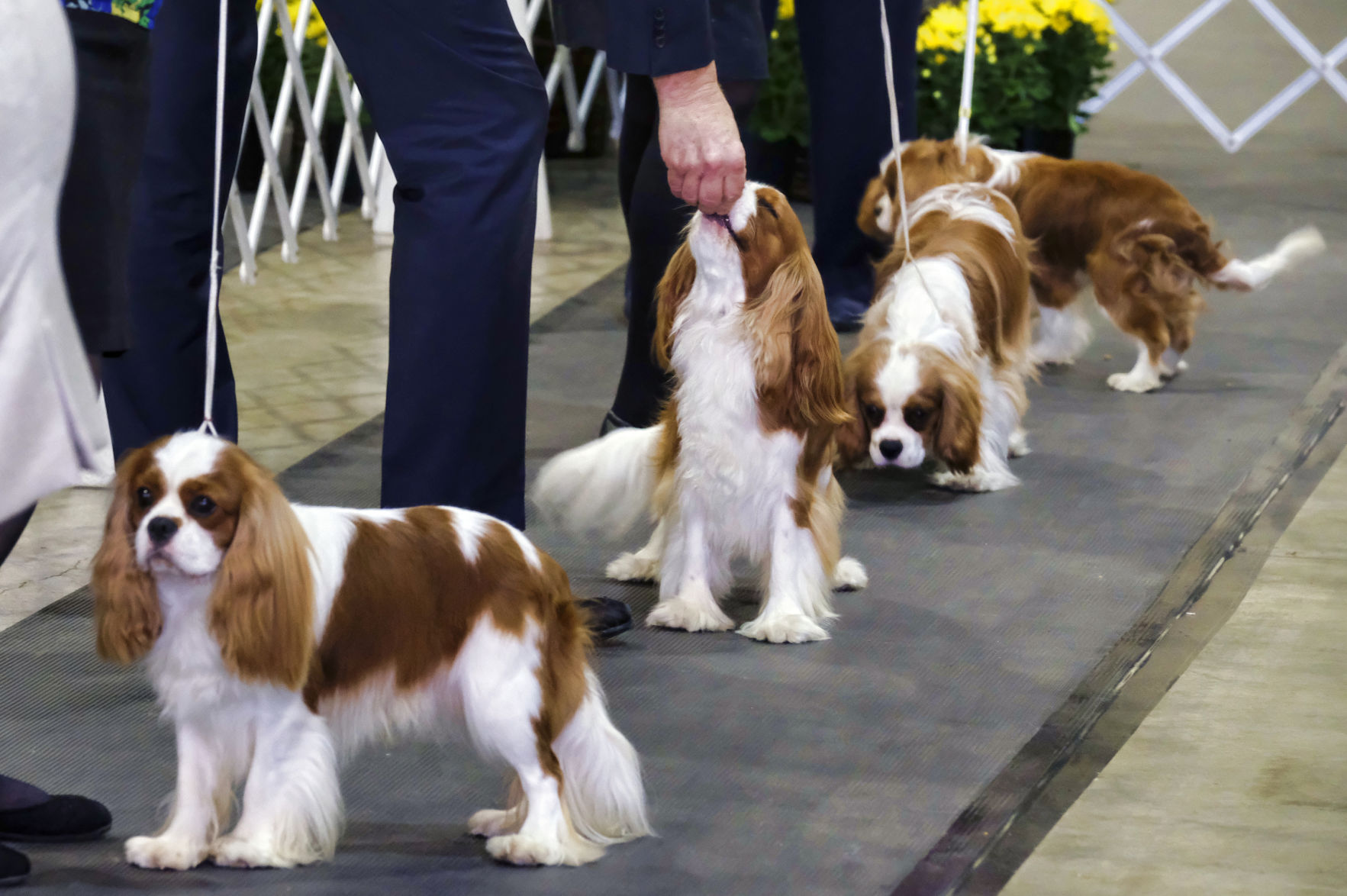 16. Cavalier King Charles Spaniels